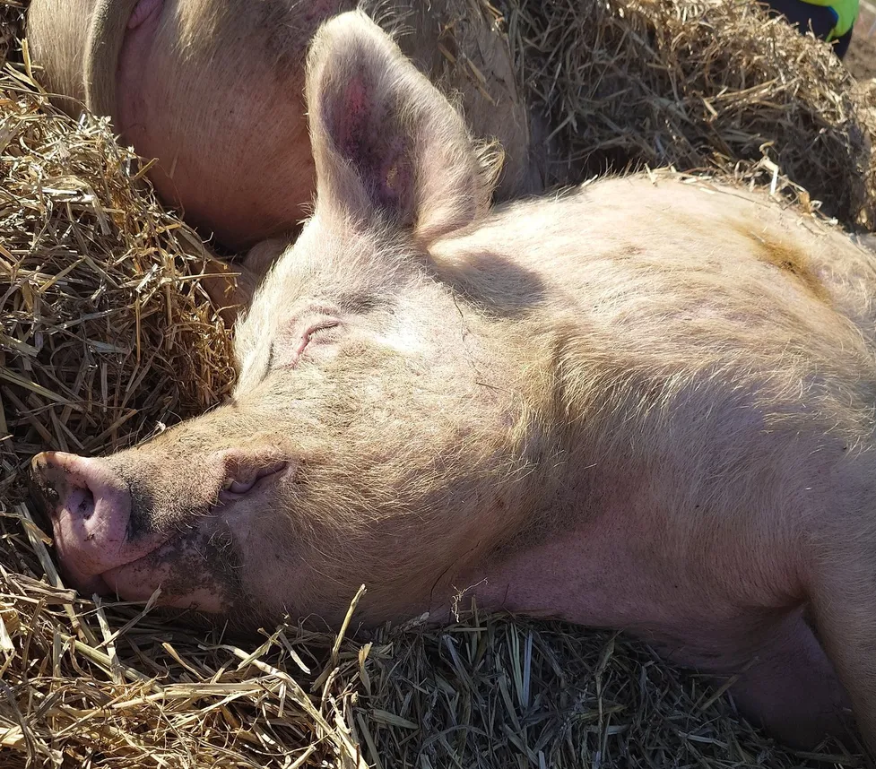Schwein Asmara friedlich schlafend im Stroh