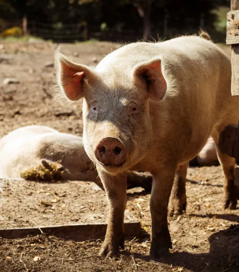 Benni im Schweinegehege, im Hintergrund andere Schweine, die sich sonnen