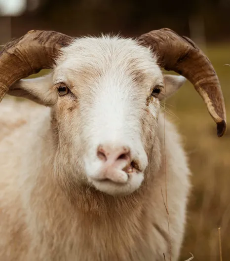 Schaf Felix auf der Weide