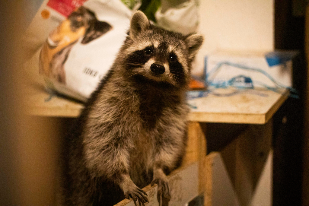 Waschbär Ronja schaut neugierig in die Kamera