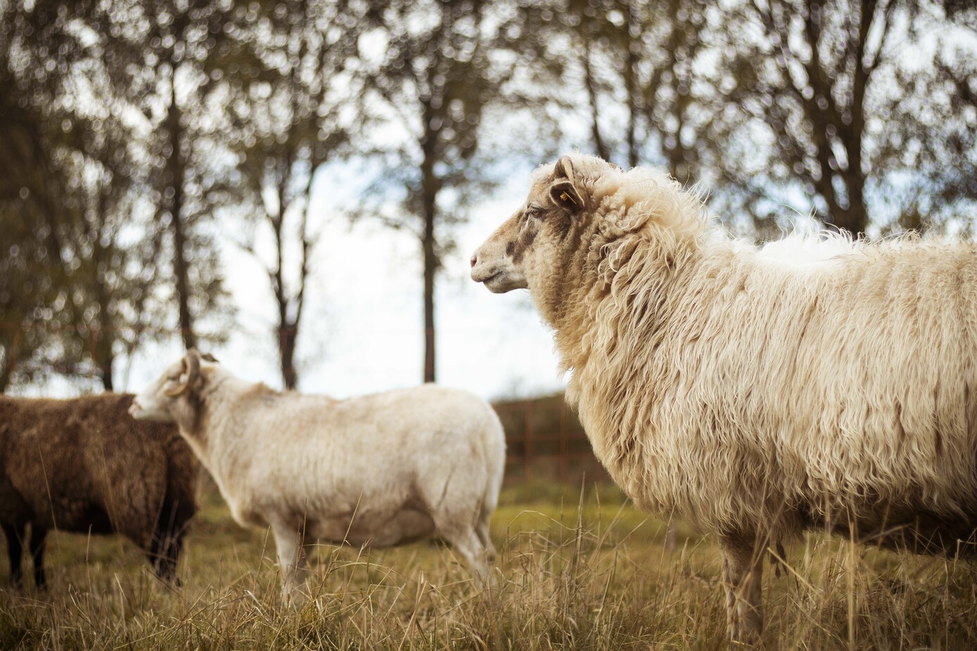 Schaf Pünktchen auf der Wiese